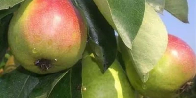 Etruşka Armut Fidanı ile İlgili Sık Sorulan Sorular