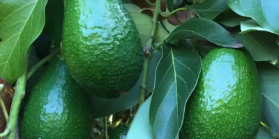 Ettinger Avokado Fidanı ile İlgili Sık Sorulan Sorular