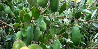 Feijoa Fidanı ile İlgili Sık Sorulan Sorular