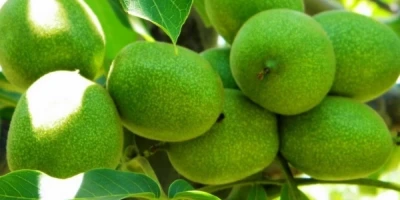 Fernor Ceviz Fidanı ile İlgili Sık Sorulan Sorular