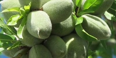 Ferradual Badem Fidanı ile İlgili Sık Sorulan Sorular