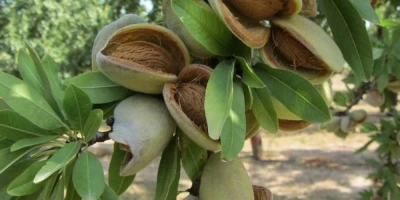 Ferragnes Badem Fidanı ile İlgili Sık Sorulan Sorular