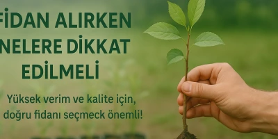 Fidan Alırken Nelere Dikkat Edilmeli?