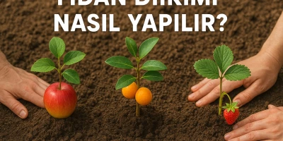Fidan Dikimi Nasıl Yapılır?