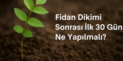 Fidan Dikimi Sonrası İlk 30 Gün Ne Yapılmalı?