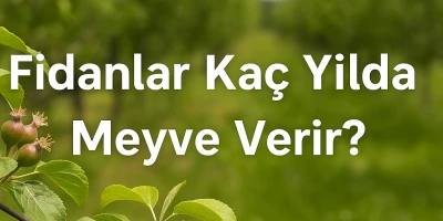 Fidanlar Kaç Yılda Meyve Verir?