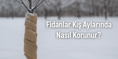 Fidanlar Kış Aylarında Nasıl Korunur?