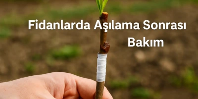 Fidanlarda Aşılama Sonrası Bakım