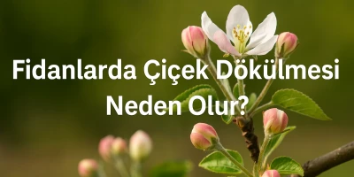 Fidanlarda Çiçek Dökülmesi Neden Olur?