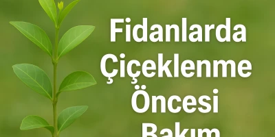 Fidanlarda Çiçeklenme Öncesi Bakım