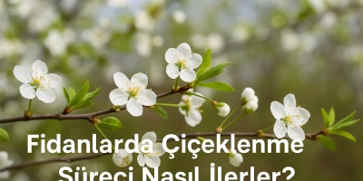 Fidanlarda Çiçeklenme Süreci Nasıl İlerler?