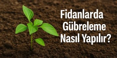 Fidanlarda Gübreleme Nasıl Yapılır?