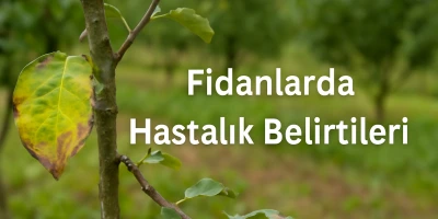 Fidanlarda Hastalık Belirtileri