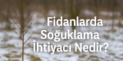 Fidanlarda Soğuklama İhtiyacı Nedir?