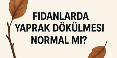 Fidanlarda Yaprak Dökülmesi Normal mi?