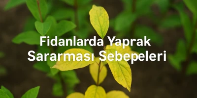 Fidanlarda Yaprak Sararması Sebepleri