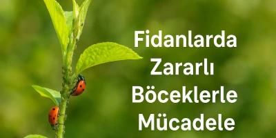 Fidanlarda Zararlı Böceklerle Mücadele