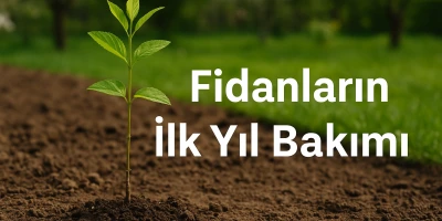 Fidanların İlk Yıl Bakımı