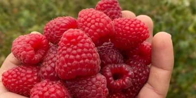 Frambuaz Fidanı ile İlgili Sık Sorulan Sorular