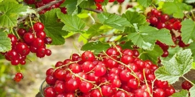 Frenk Üzümü Fidanı ile İlgili Sık Sorulan Sorular