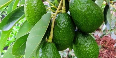 Fuerte Avokado Fidanı ile İlgili Sık Sorulan Sorular