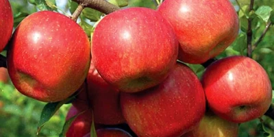 Fuji Elma Fidanı ile İlgili Sık Sorulan Sorular