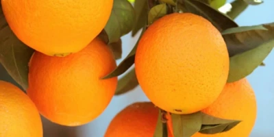 Fukumoto Portakal Fidanı ile İlgili Sık Sorulan Sorular