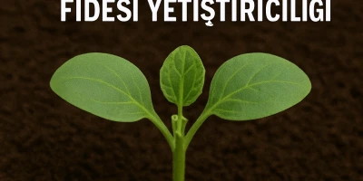 Galia Kavun Fidesi Yetiştiriciliği