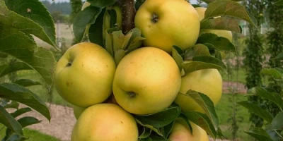 Golden Elma Fidanı ile İlgili Sık Sorulan Sorular