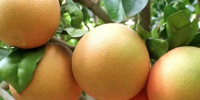 Greyfurt Fidanı ile İlgili Sık Sorulan Sorular