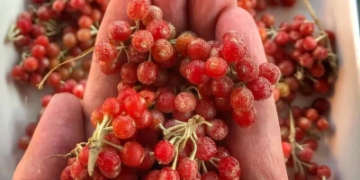 Güz Zeytini Fidanı ile İlgili Sık Sorulan Sorular