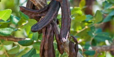 Harnup Fidanı ile İlgili Sık Sorulan Sorular