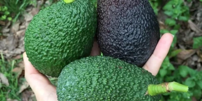 Hass Avokado Fidanı ile İlgili Sık Sorulan Sorular