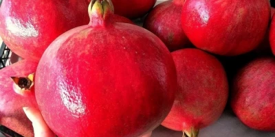 Hicaz Nar Fidanı ile İlgili Sık Sorulan Sorular