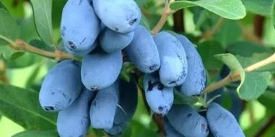 Honeyberry Fidanı ile İlgili Sık Sorulan Sorular