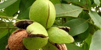 Howard Ceviz Fidanı ile İlgili Sık Sorulan Sorular