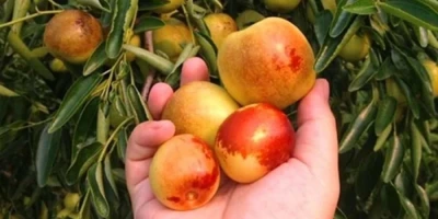 Hünnap Fidanı ile İlgili Sık Sorulan Sorular