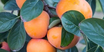 Hurma Fidanı ile İlgili Sık Sorulan Sorular