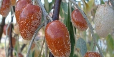 İğde Fidanı ile İlgili Sık Sorulan Sorular