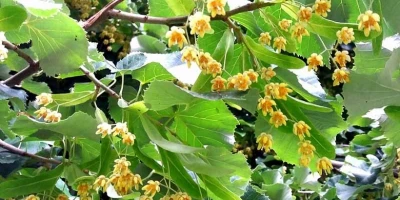 Ihlamur Fidanı ile İlgili Sık Sorulan Sorular