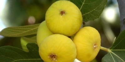 İncir Fidanı ile İlgili Sık Sorulan Sorular