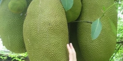 Jackfruit Fidanı ile İlgili Sık Sorulan Sorular