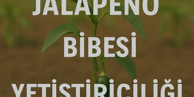 Jalapeno Biber Fidesi Yetiştiriciliği