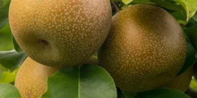 Japon Armut Fidanı ile İlgili Sık Sorulan Sorular