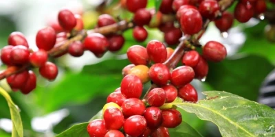 Kahve Fidanı ile İlgili Sık Sorulan Sorular