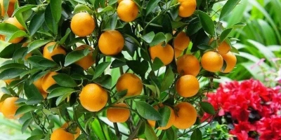 Kamkat Fidanı ile İlgili Sık Sorulan Sorular