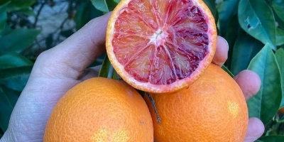 Kanlı Portakal Fidanı ile İlgili Sık Sorulan Sorular