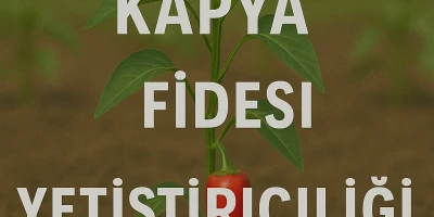 Kapya Biber Fidesi Yetiştiriciliği