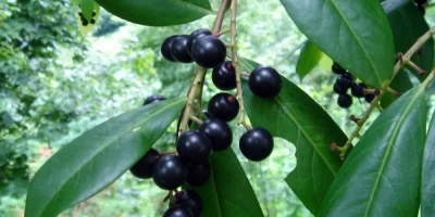 Karayemiş Fidanı ile İlgili Sık Sorulan Sorular