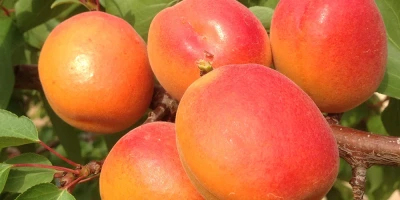 Kayısı Fidanı İle İlgili Sık Sorulan Sorular